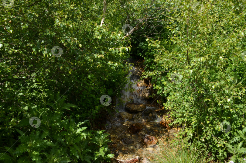 Скачать Маленький водопад на горном ручье в Тебердинском национальном парке, Карачаево-Черкесская Республика фотосток Ozero