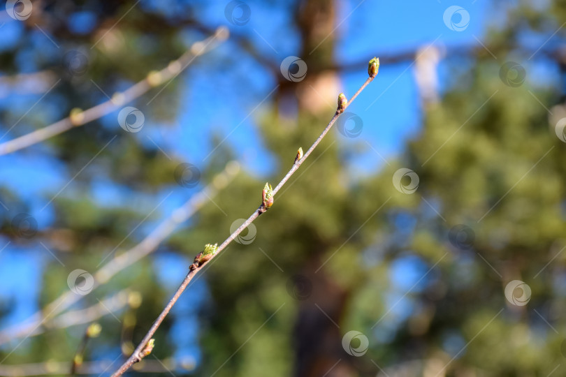 Скачать Ветка с побегами фотосток Ozero