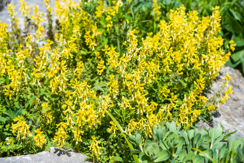 Скачать Желтые цветы Corydalis ochotensis в полном цвету - яркое дикорастущее растение из семейства Папавровых фотосток Ozero