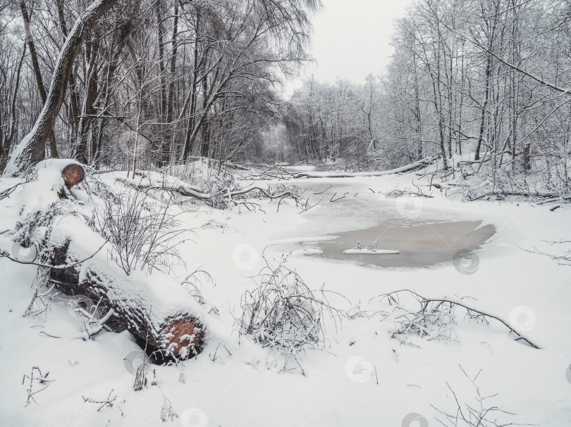 Скачать Упавшее дерево в зимнем парке, замерзшая лесная речка фотосток Ozero