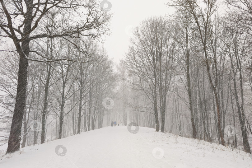 Скачать Заснеженная зимняя аллея в лесу. фотосток Ozero