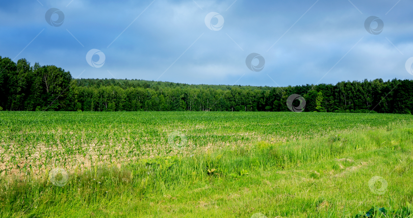 Скачать Сельскохозяйственные угодья, кукурузное поле фотосток Ozero