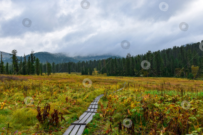 Скачать Тропа, тротуар в тайге, туристический маршрут фотосток Ozero