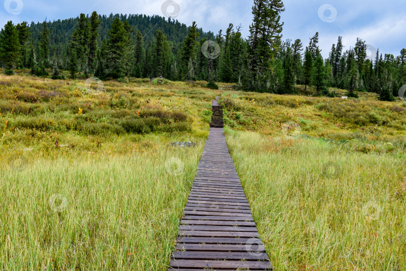 Скачать Тропа, тротуар в тайге, туристический маршрут фотосток Ozero