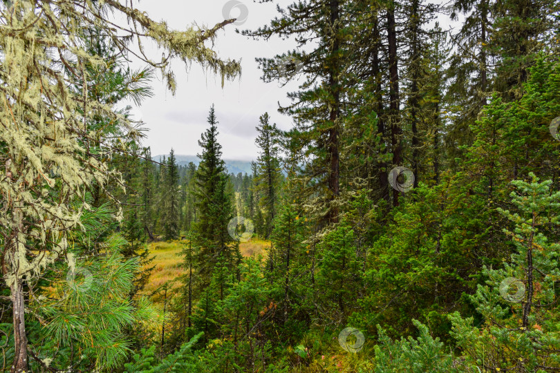 Скачать Горная тайга, туристический маршрут, уснея фотосток Ozero