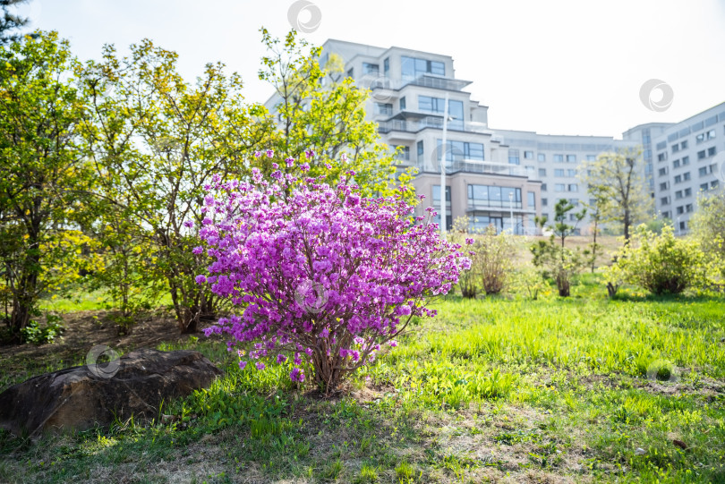 Скачать Цветущий кустарник Rhododendron dauricum с яркими розово-фиолетовыми цветами на фоне городского пейзажа Владивостока, Россия. Сочетание природы и городской жизни, запечатленное весной фотосток Ozero