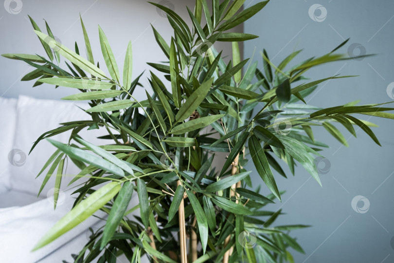 Скачать зеленое комнатное растение крупным планом в комнате фотосток Ozero