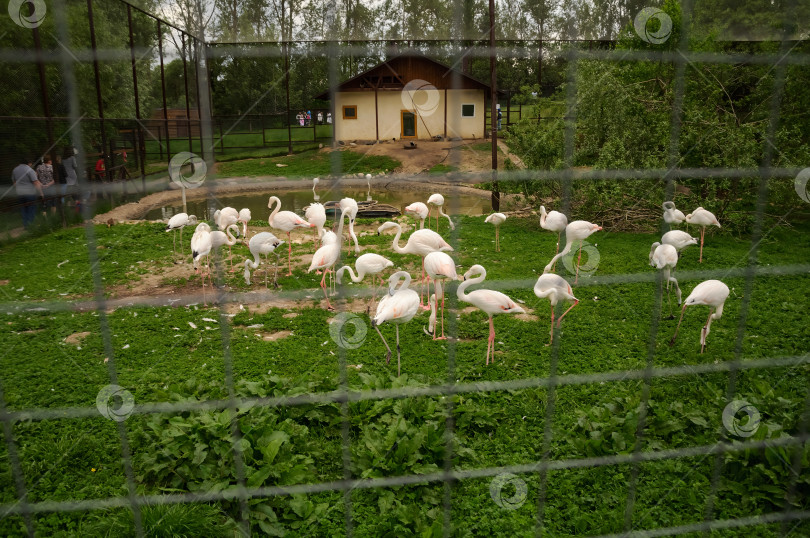 Скачать Калужская область, Жуковский район, село Совхоз Победа, Россия – 06/11/2017: Белые фламинго на ферме фотосток Ozero