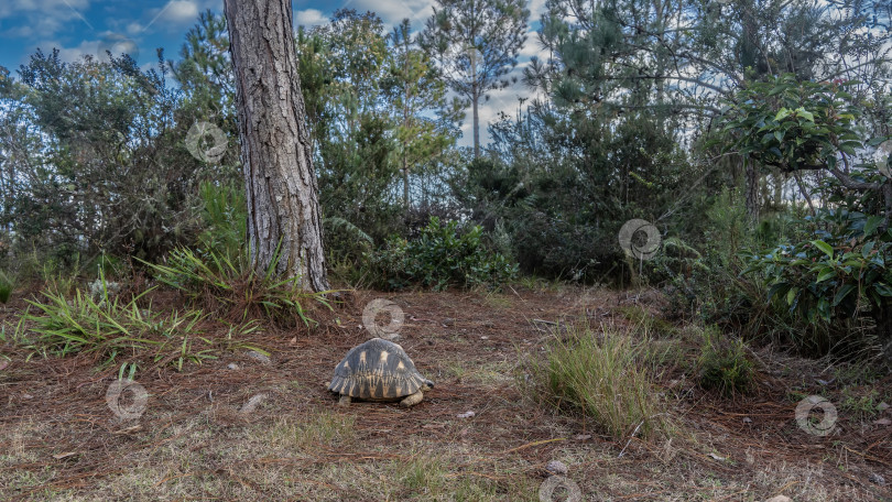 Скачать Красивая черепаха Astrochelys radiata, эндемик Мадагаскара, прогуливается. фотосток Ozero