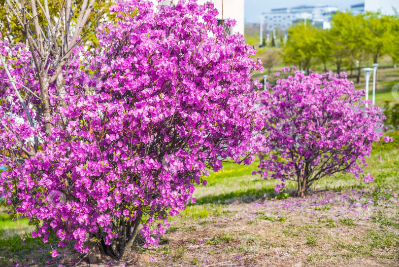 Скачать Ярко цветущие кусты рододендрона даурского (Rhododendron dauricum), также называемого в России багульником, с яркими розово-фиолетовыми цветами. Снимок сделан весной, в окружении зеленой листвы, без людей фотосток Ozero