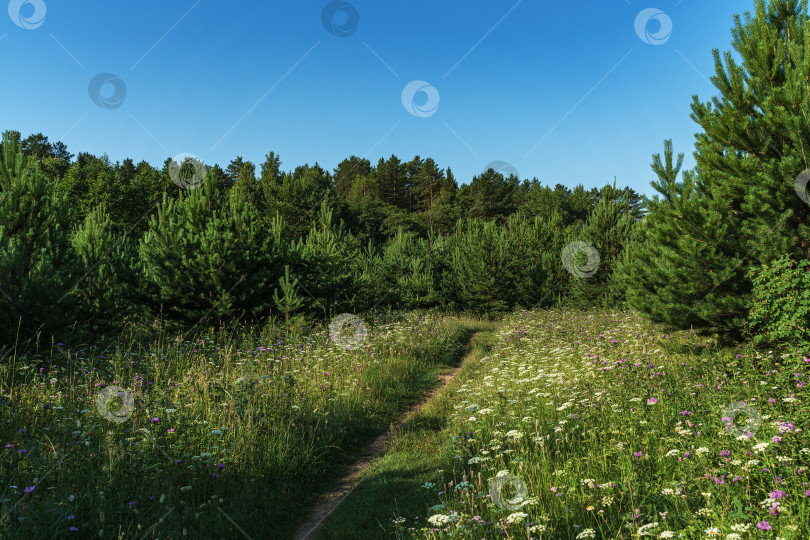 Скачать Тропинка в поле уходит в сосновый лес фотосток Ozero