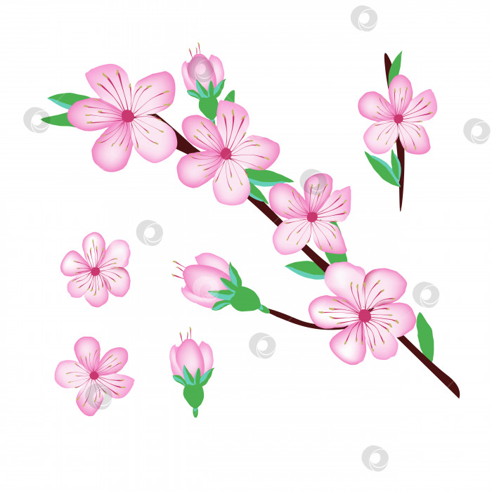 Скачать Цветочный дизайн сакуры в цвету вишни фотосток Ozero