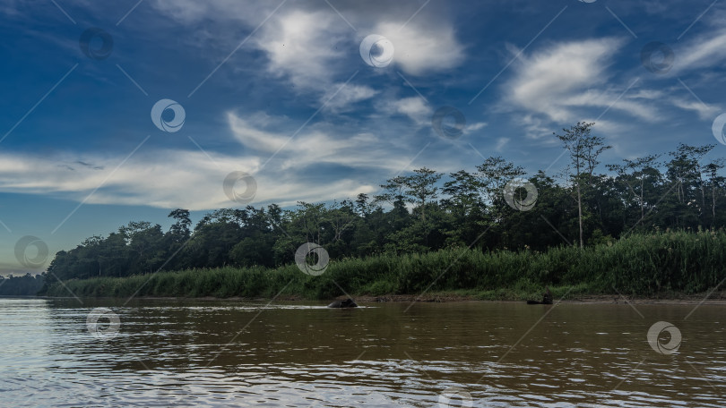 Скачать Утро в тропическом лесу. Вдоль реки прогуливается слон. фотосток Ozero