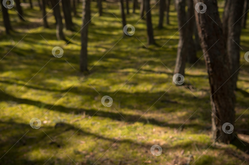 Скачать размытый фон деревьев в лесу фотосток Ozero