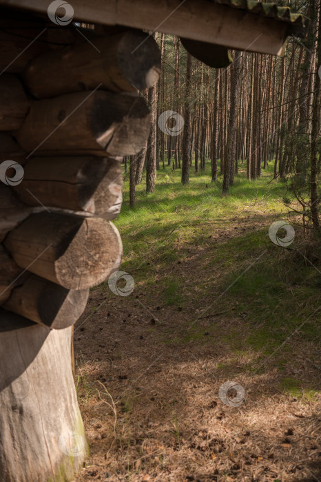 Скачать Стена деревянного дома в сосновом лесу фотосток Ozero