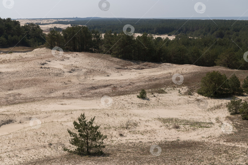 Скачать Калининградская область, Россия - 04.30.2024 песчаные дюны фотосток Ozero