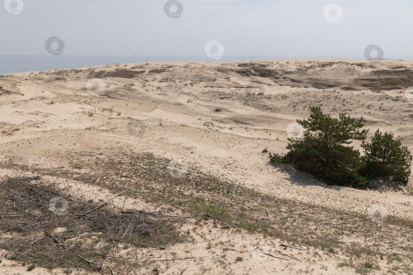 Скачать Калининградская область, Россия, 04.30.2024: песчаные дюны фотосток Ozero