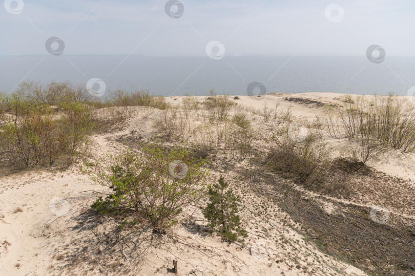 Скачать Калининградская область, Россия, 04.30.2024: песчаные дюны фотосток Ozero