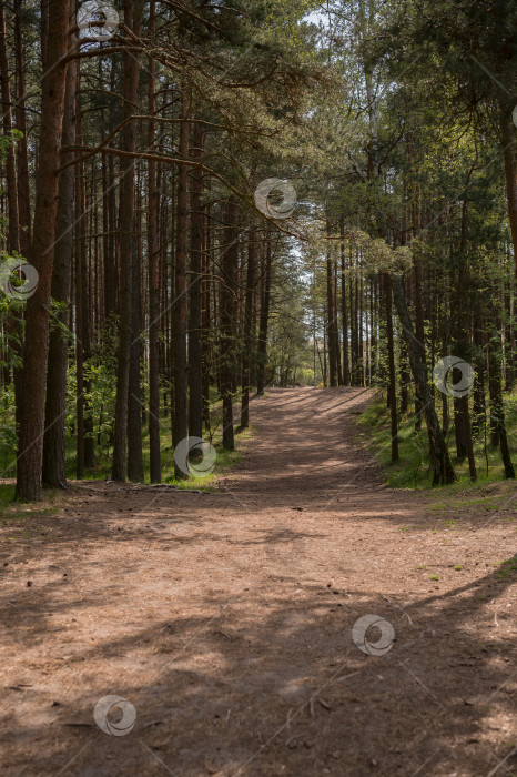 Скачать тропинка в лесу фотосток Ozero