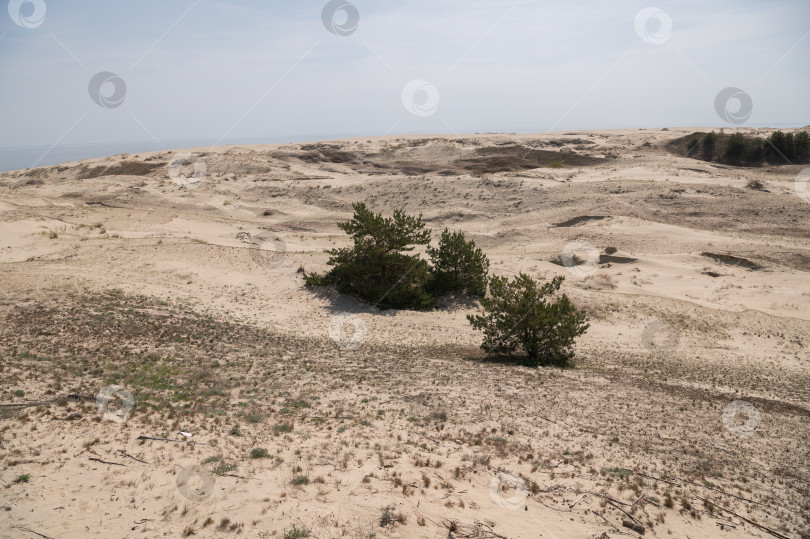 Скачать Калининградская область, Россия, 04.30.2024: песчаные дюны фотосток Ozero