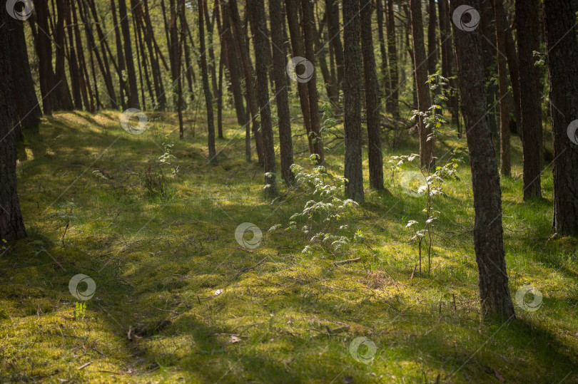 Скачать деревья в лесу фотосток Ozero