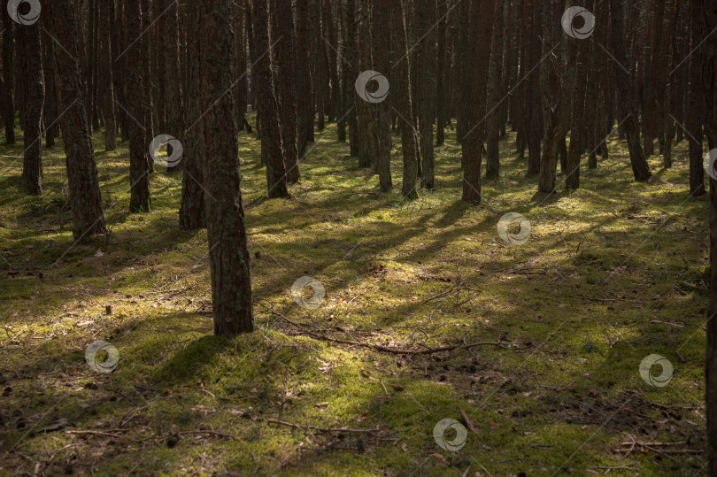 Скачать сосны в лесу фотосток Ozero