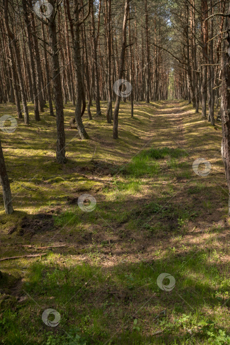 Скачать тропинка в сосновом лесу фотосток Ozero