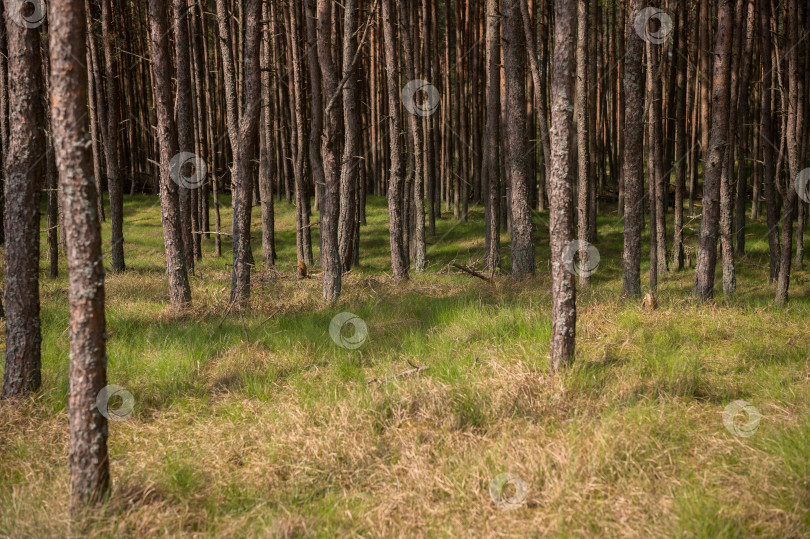 Скачать сосны в лесу фотосток Ozero