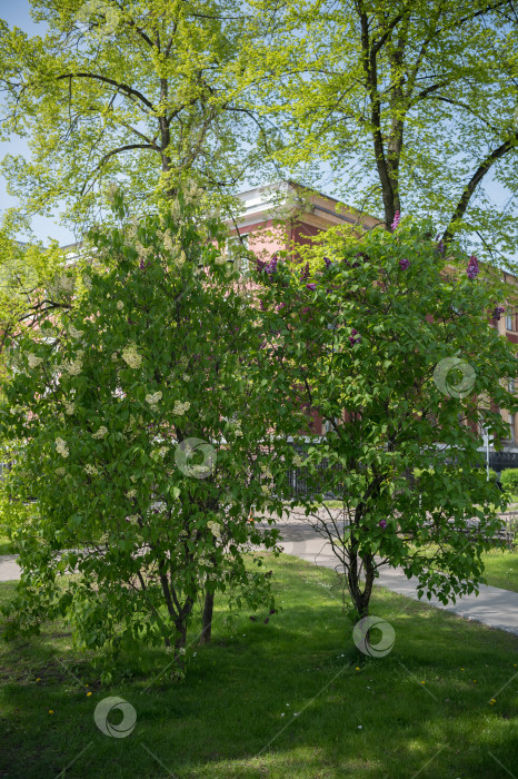 Скачать Кусты сирени в парке фотосток Ozero