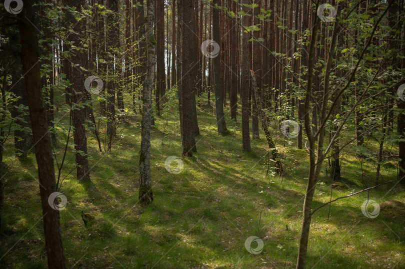 Скачать деревья в лесу фотосток Ozero