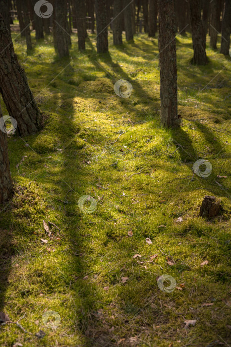 Скачать утренний лес фотосток Ozero