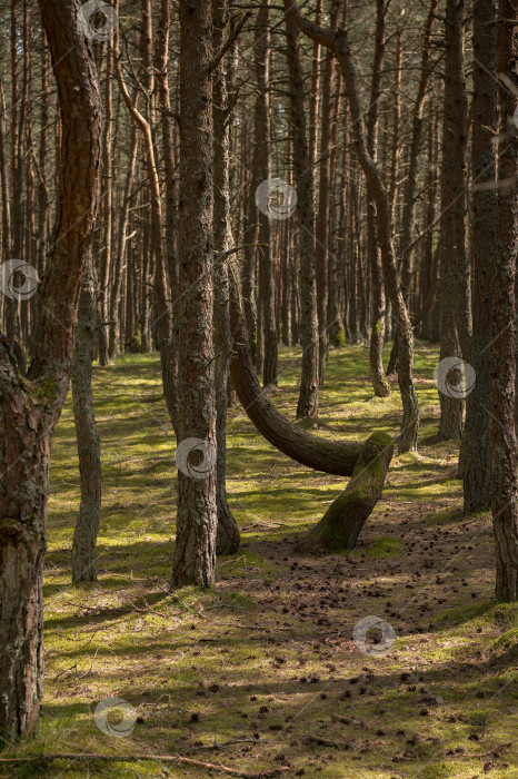 Скачать Калининградская область, Россия, 04.30.2024: танцующие сосны фотосток Ozero