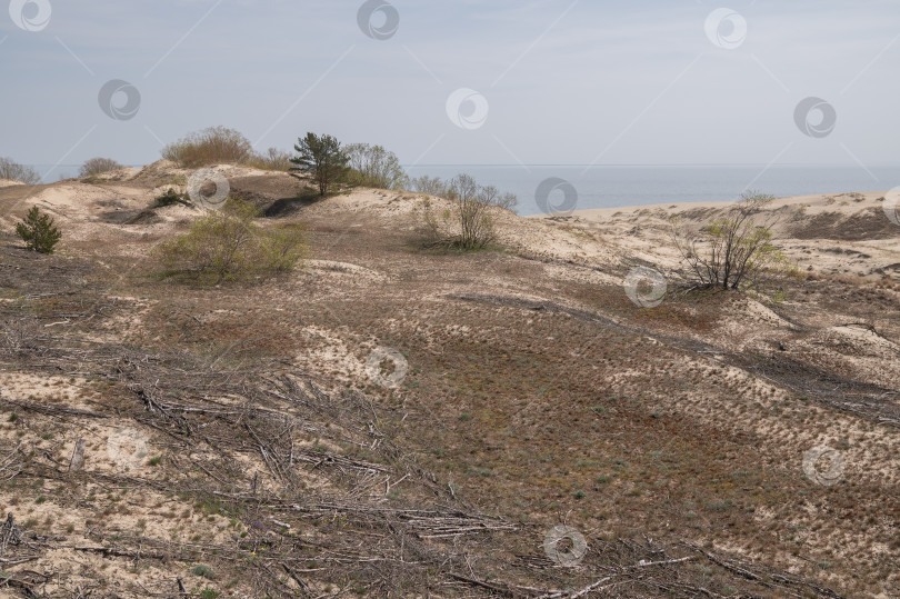 Скачать Калининградская область, Россия, 04.30.2024: песчаные дюны фотосток Ozero