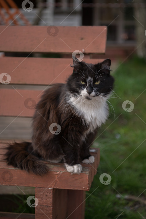 Скачать Черно-белый кот на скамейке фотосток Ozero