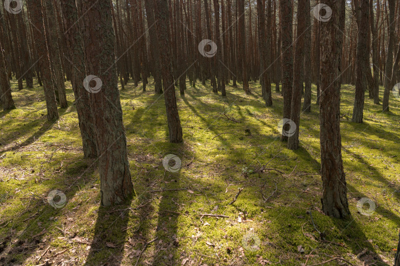 Скачать сосны в лесу фотосток Ozero