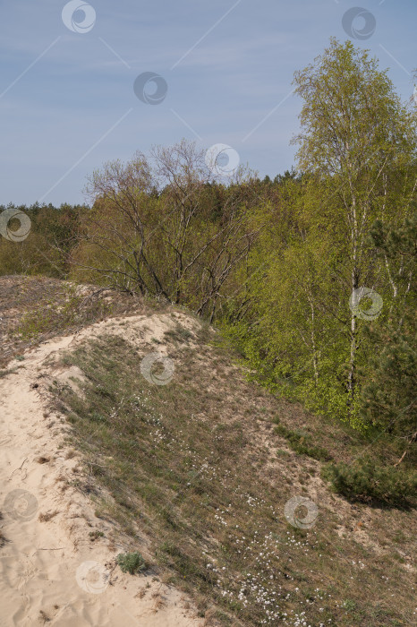 Скачать Песчаные дюны вдоль леса фотосток Ozero