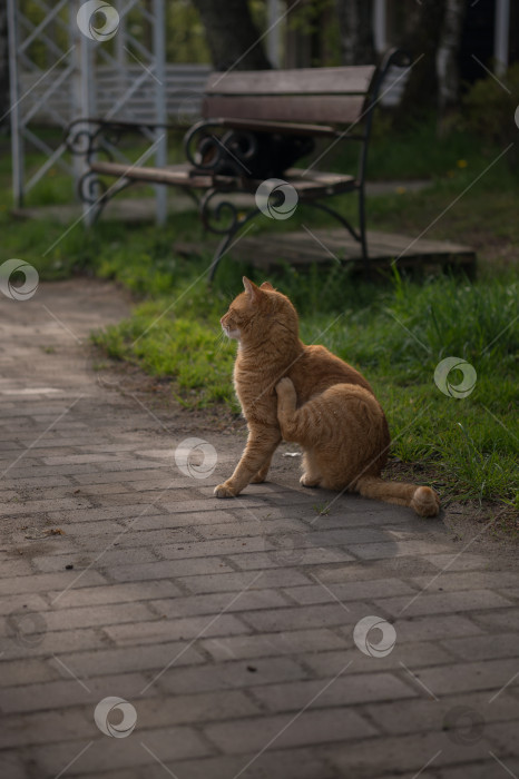 Скачать Рыжий кот на улице фотосток Ozero