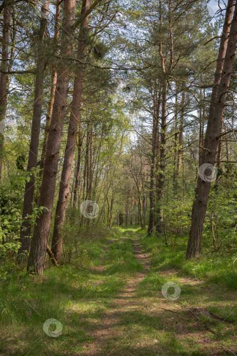 Скачать тропинка в сосновом лесу фотосток Ozero