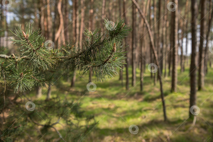 Скачать еловая ветка на фоне леса фотосток Ozero