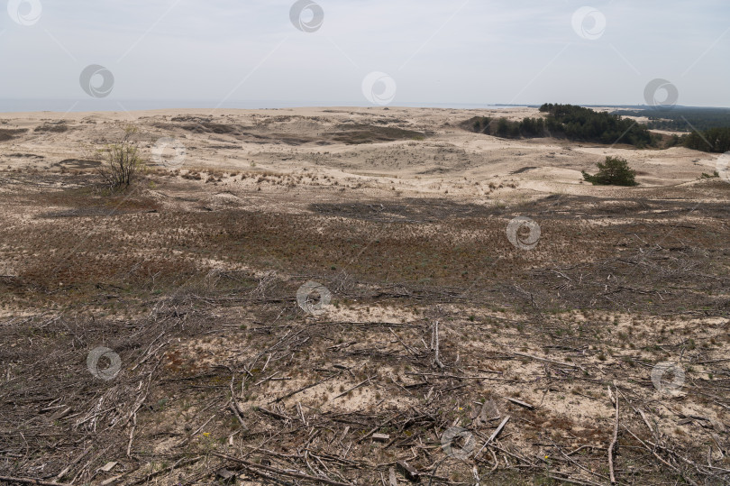 Скачать Калининградская область, Россия, 04.30.2024: песчаные дюны фотосток Ozero