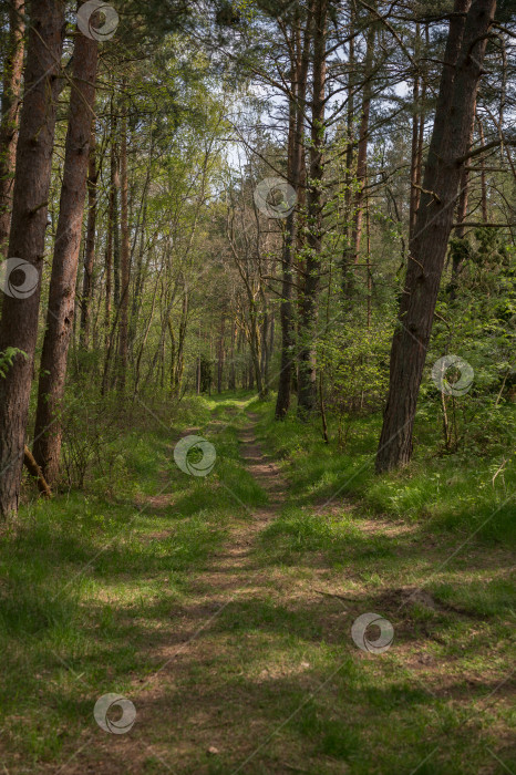 Скачать тропинка в лесу фотосток Ozero