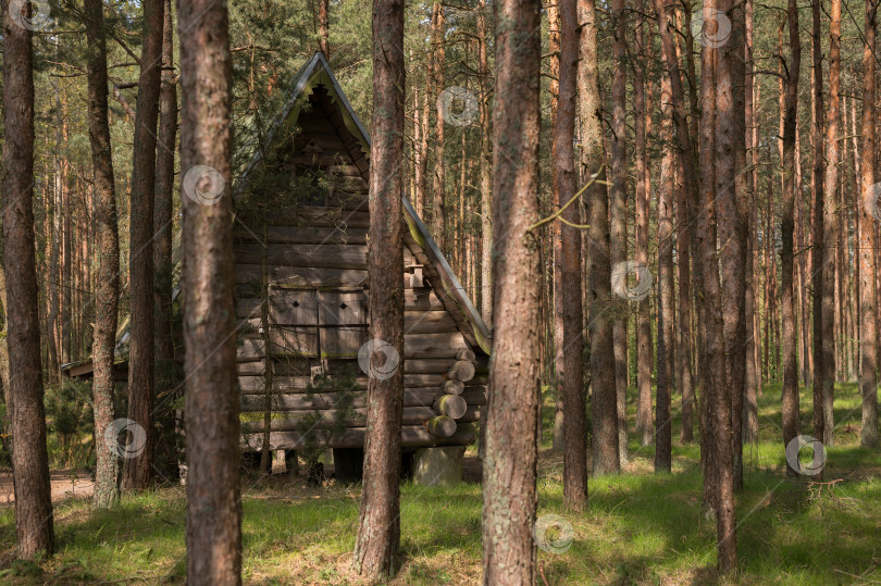 Скачать Куршская коса, Россия - 04.30.2024 деревянная хижина в лесу фотосток Ozero