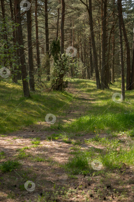 Скачать тропинка в сосновом лесу фотосток Ozero