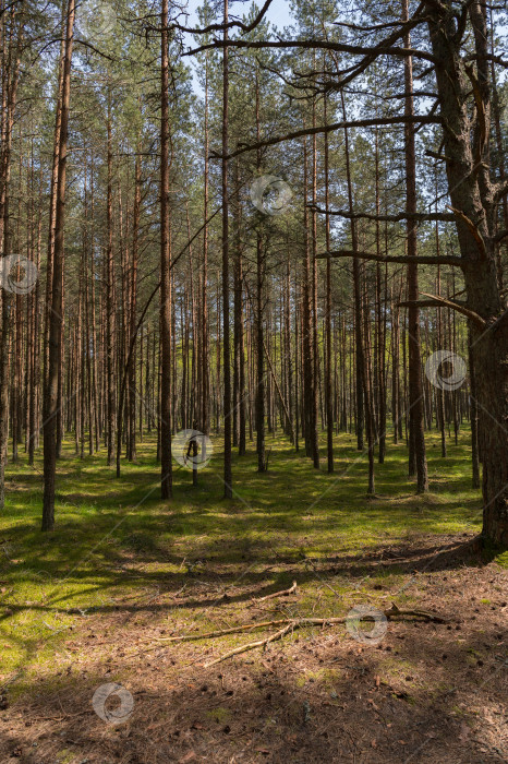 Скачать сосновый лес фотосток Ozero