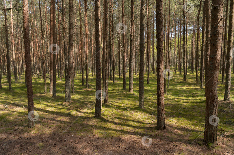 Скачать сосновый лес фотосток Ozero