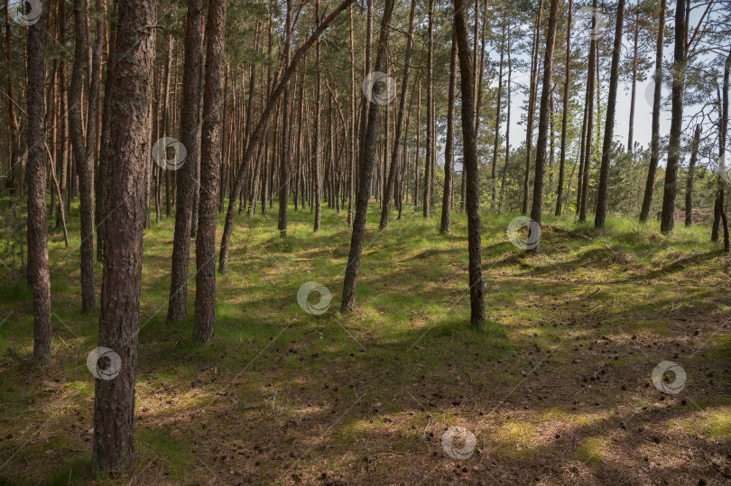 Скачать сосновый лес фотосток Ozero