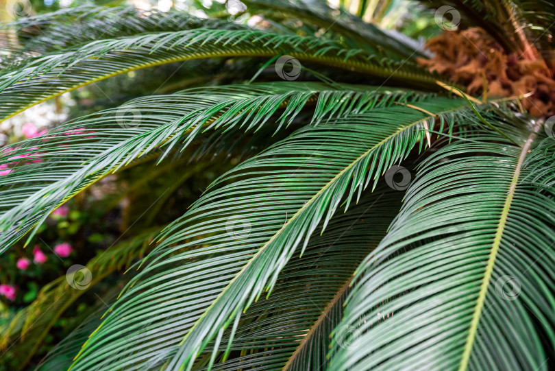 Скачать Крупный план Cycas revoluta, известной как саговая пальма, с детализированными зелеными листьями. Относится к семейству саговниковых, часто используется в тропическом декоре фотосток Ozero