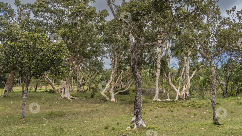 Скачать Роща деревьев из бумажной коры Melaleuca linariifolia на зеленой поляне. фотосток Ozero