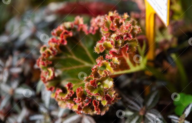 Скачать Крупный план серебристого дерева Pilea spruceana с его характерными серебристо-зелеными листьями, подчеркнутыми красной каймой, демонстрирующими его декоративную красоту фотосток Ozero