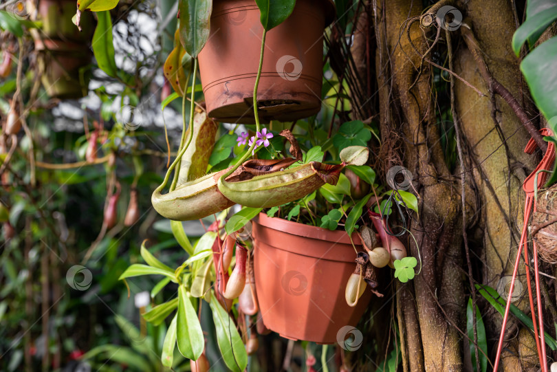 Скачать Гибрид Nepenthes Dyeriana, плотоядное растение из семейства непентовых, с кувшинчатыми и фиолетовыми цветками фотосток Ozero